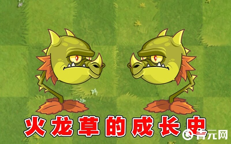 火龙草是植物大战僵尸植物