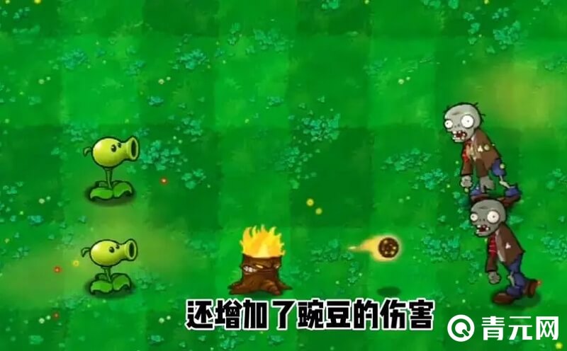 火炬树桩增强豌豆植物发射的豌豆
