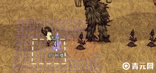 种植松果