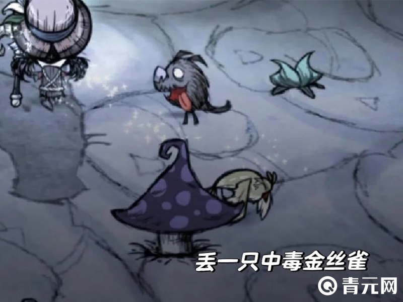 中毒的金丝雀