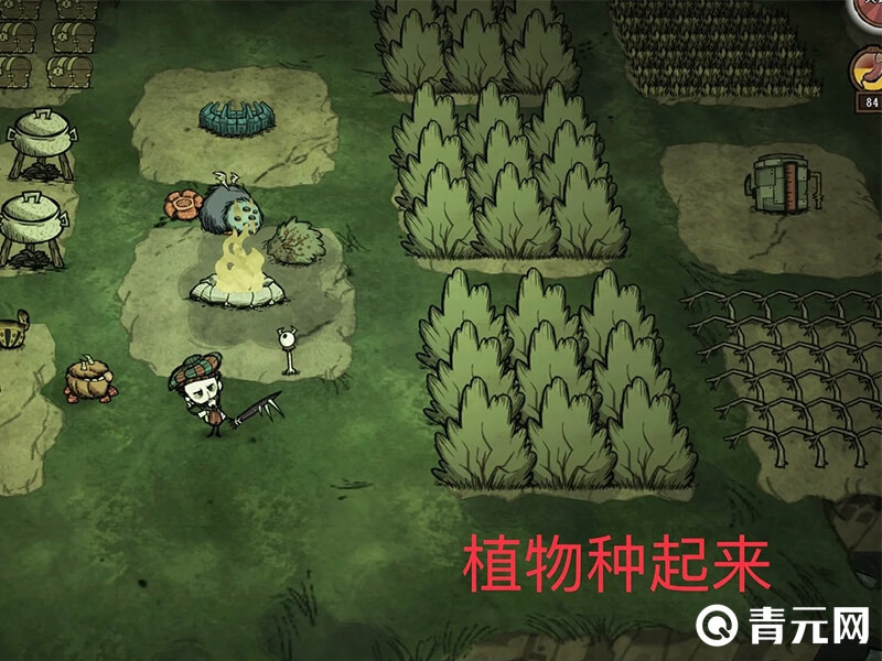 移植作物
